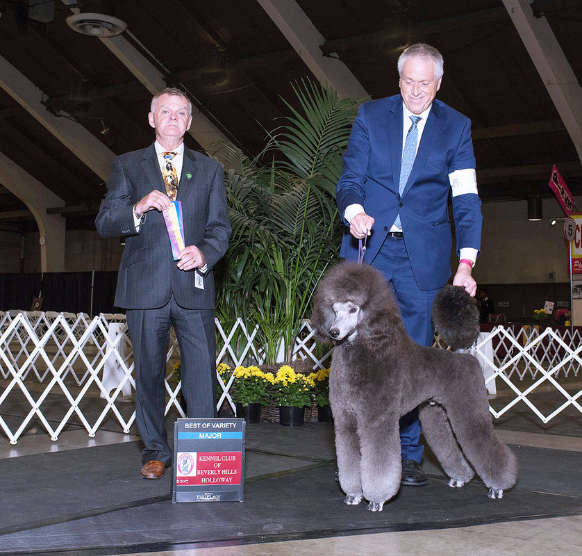 Penndragon standard fashion poodles