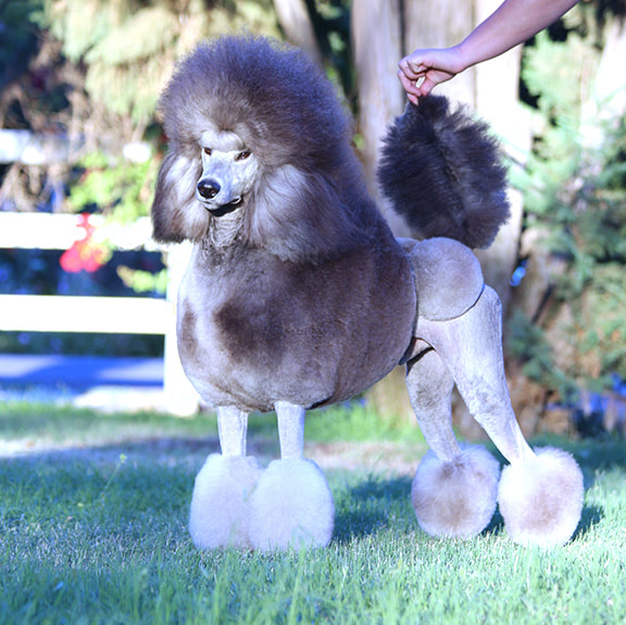 Penndragon standard sale poodles